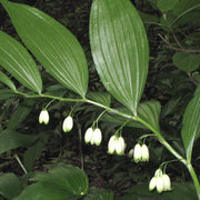 Native Seeds, Polygonatum biflorum