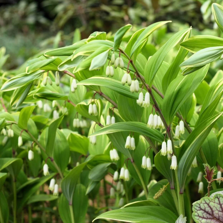 Native Seeds, Polygonatum biflorum