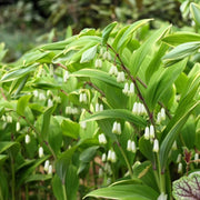 Native Seeds, Polygonatum biflorum