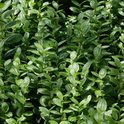 Native Seeds, Polygonatum biflorum
