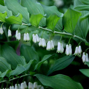Native Seeds, Polygonatum biflorum