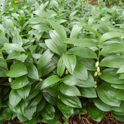 Native Seeds, Polygonatum biflorum
