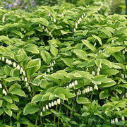 Native Seeds, Polygonatum biflorum