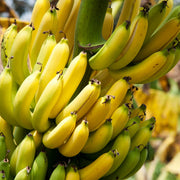 Banana Seeds – Musa acuminata
