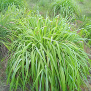 Natural Bug Repellent Plants Seeds - Herbal Seeds