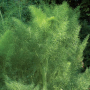 Fennel Seeds – Foeniculum vulgare