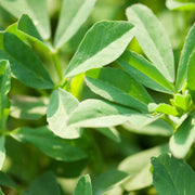 Fenugreek Seeds – Trigonella foenum-graecum