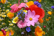 Wildflower Seeds – Mixed Annual & Perennial Species