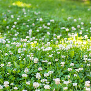 Natural Lawn Alternative Seeds