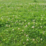 Natural Lawn Alternative Seeds