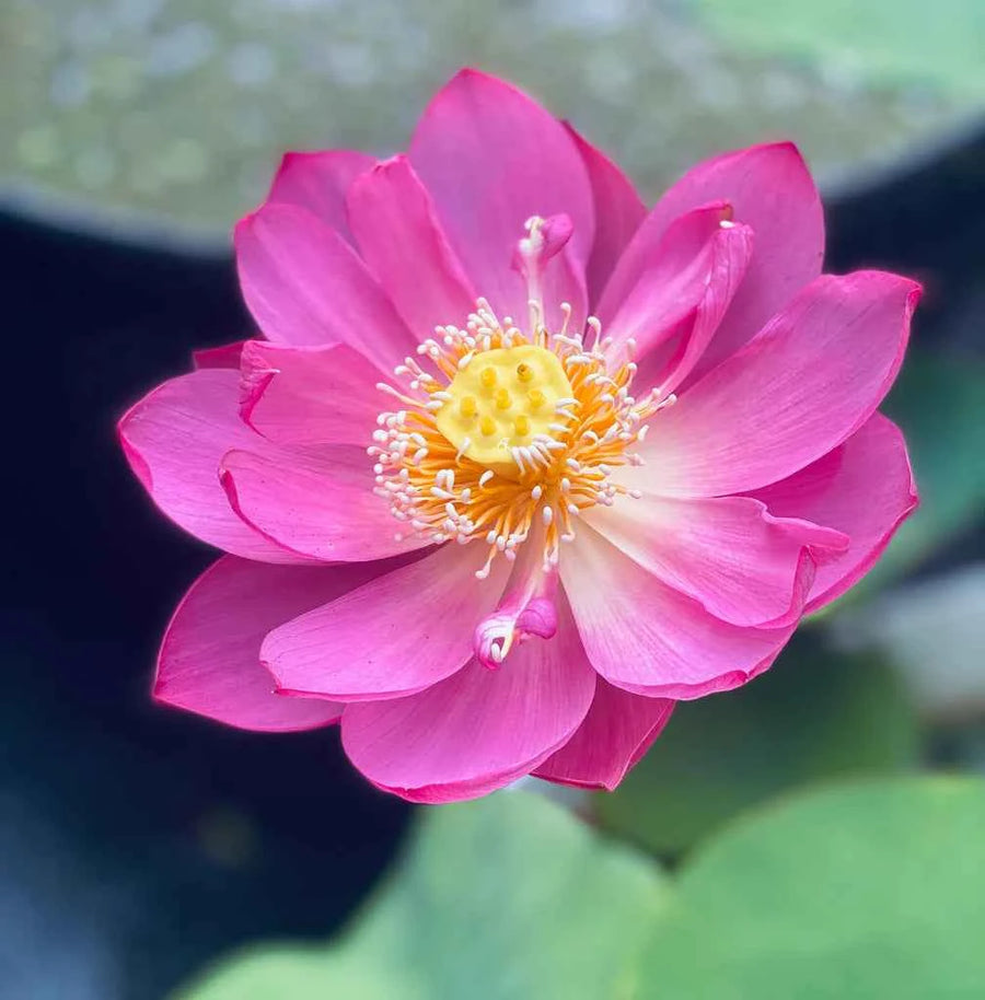 Lotus Seeds (Nelumbo nucifera)