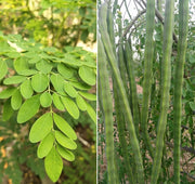 Moringa Seeds – Moringa oleifera