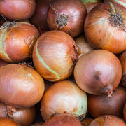 Onion Seeds – Allium cepa