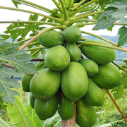 Papaya Seeds – Carica papaya