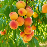 Peach Tree Seeds – Prunus persica