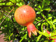 Pomegranate Seeds – Punica granatum