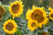 Sunflower Seeds – Helianthus annuus