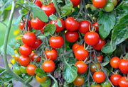 Tomato Seeds – Solanum lycopersicum
