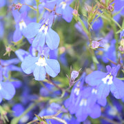 Compact Lobelia Seeds