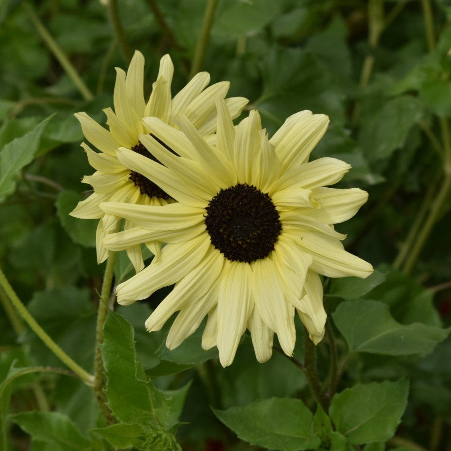 Cream Sunflower Seeds