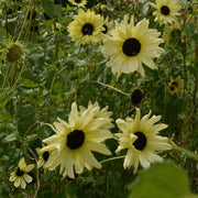 Cream Sunflower Seeds