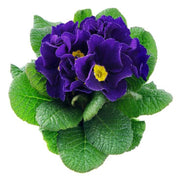 Navy Blue Primula Seeds