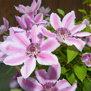 Nelly Moser Clematis Seeds