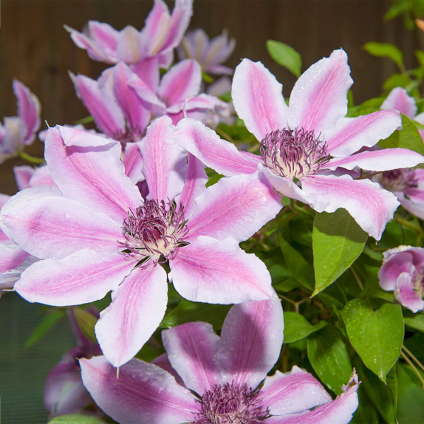 Nelly Moser Clematis Seeds