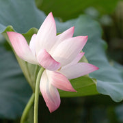 Sacred Nelumbo Nucifera Lotus Seeds