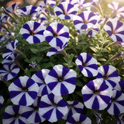 Nema Great Petunia Seeds