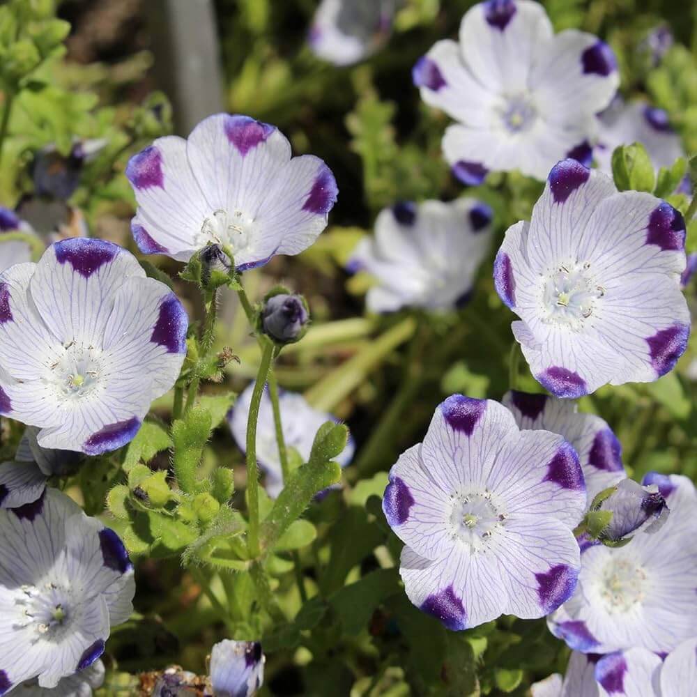 Five Spot Nemophila Seeds