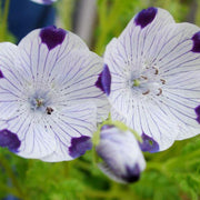 Five Spot Nemophila Seeds