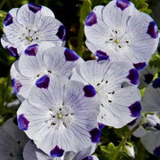 Five Spot Nemophila Seeds