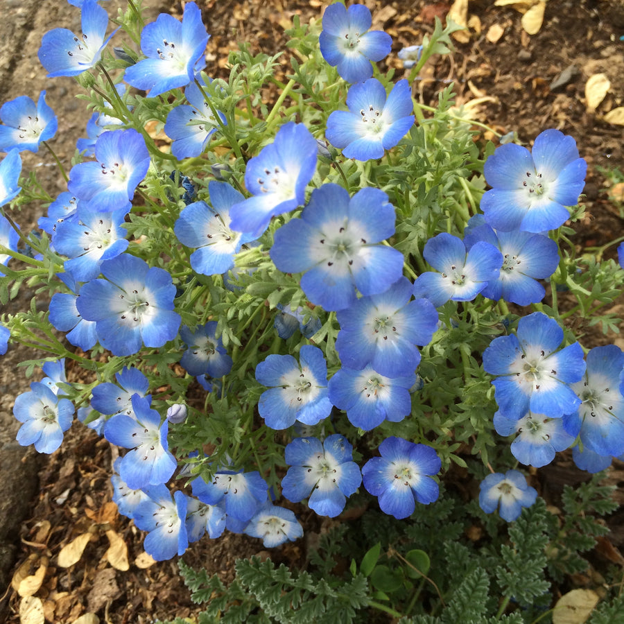 Baby Blue Eyes Seeds, Nemophila menziesii Flower Seeds