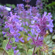 Persian Catmint Seeds, Herbal