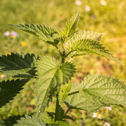 Nettle Seeds – Urtica dioica
