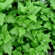 New Zealand Spinach Seeds
