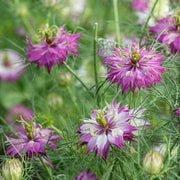 Pink Nigella damascena Nigella Seeds