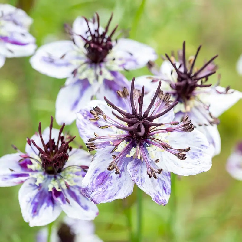 Delft Blue Nigella Seeds