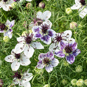 Delft Blue Nigella Seeds
