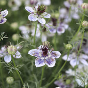 Delft Blue Nigella Seeds