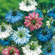 Persian Nigella Seeds