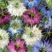 Persian Nigella Seeds