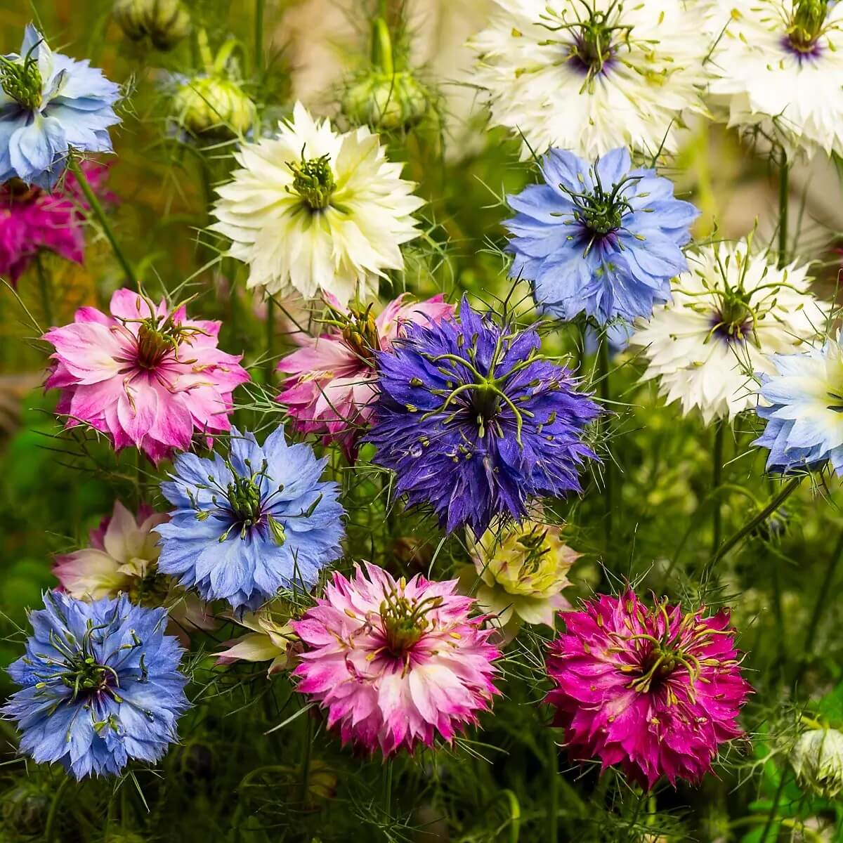Persian Nigella Seeds