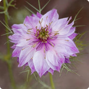 Pink Nigella damascena Nigella Seeds