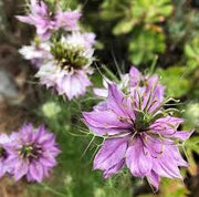 Pink Nigella damascena Nigella Seeds
