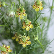 Yellow Nigella Seeds