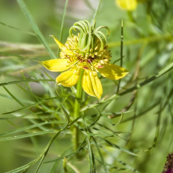 Yellow Nigella Seeds