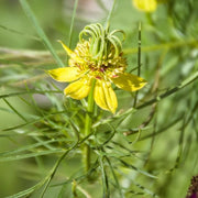 Yellow Nigella Seeds