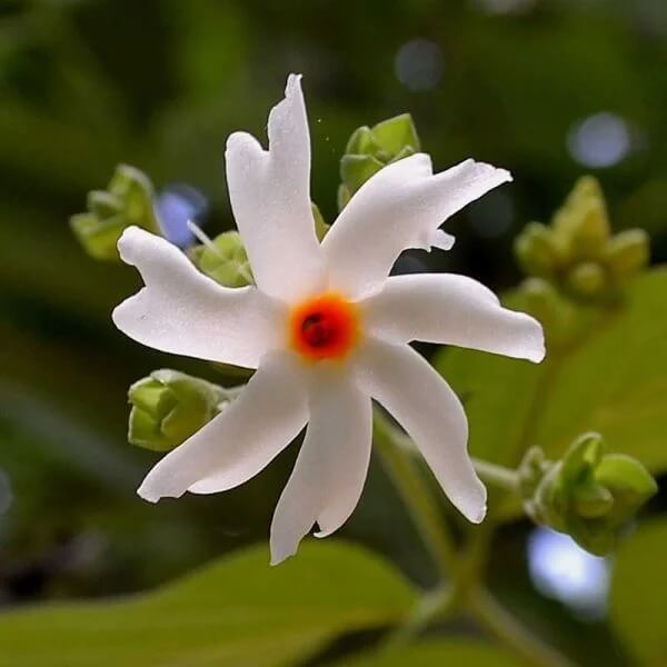 Night Blooming Jasmine Seeds - Flower Plant